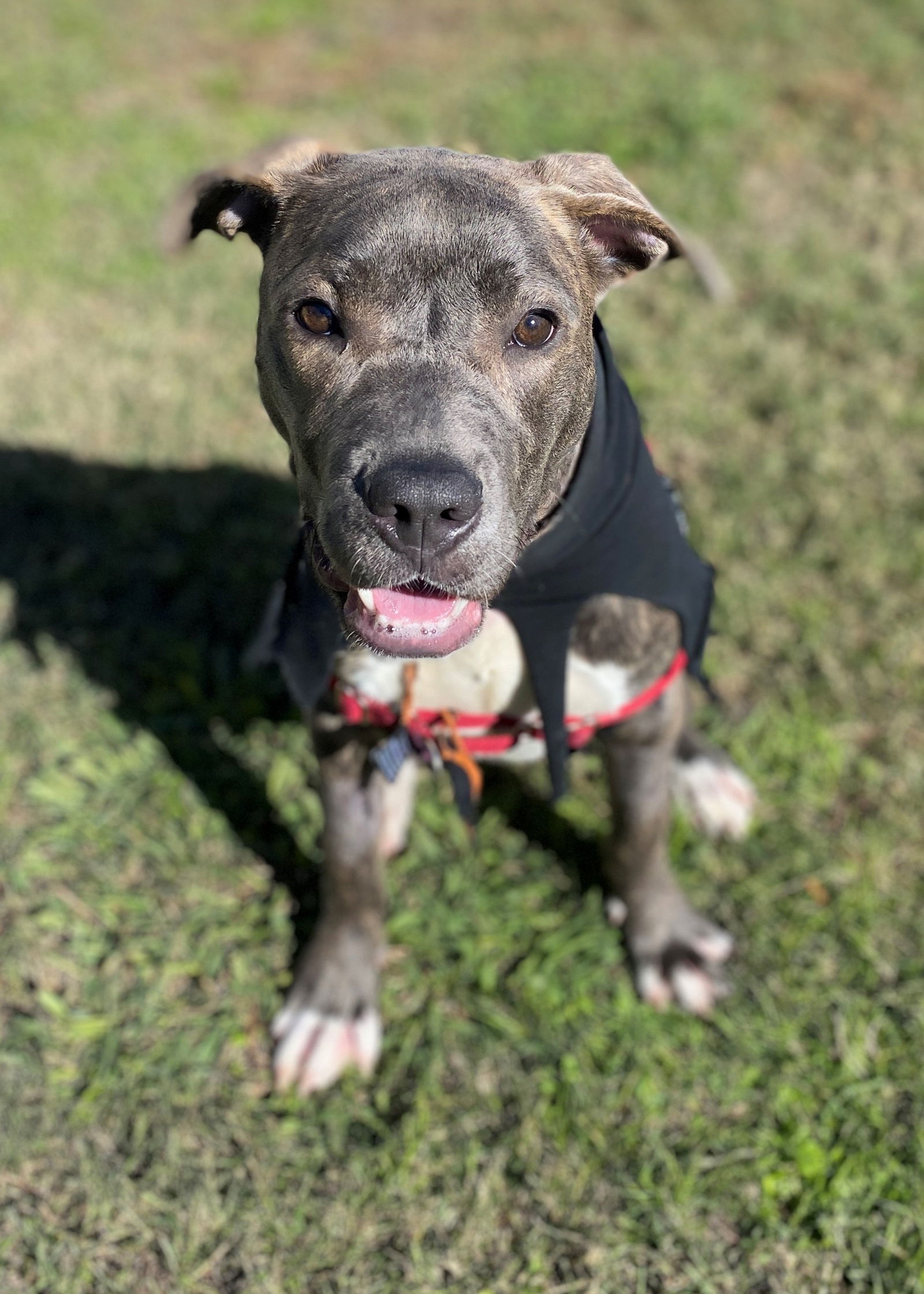 Dog for Adoption - 2211-0354 Annie, a Pit Bull Terrier in Virginia ...