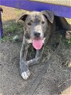 adoptable Dog in  named 2311-1535 Annie (Off Site Foster)