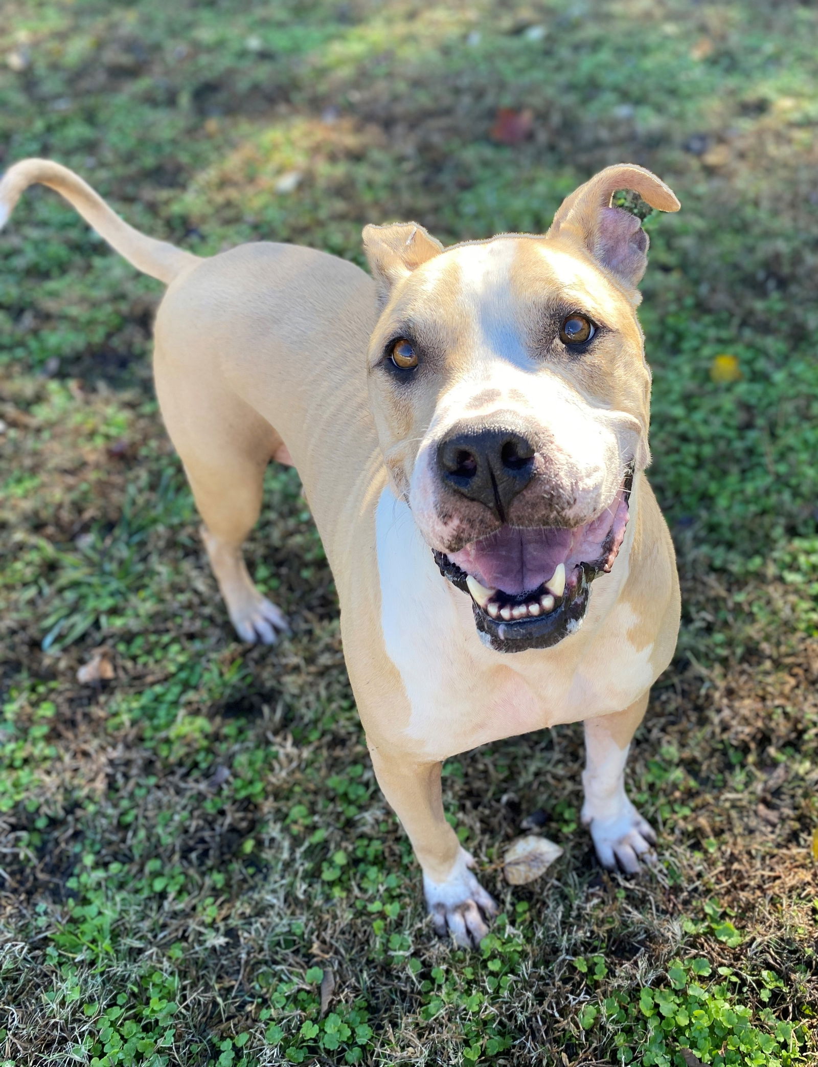 Dog for Adoption - 2211-1621 Koba, a Pit Bull Terrier in Elizabeth City ...