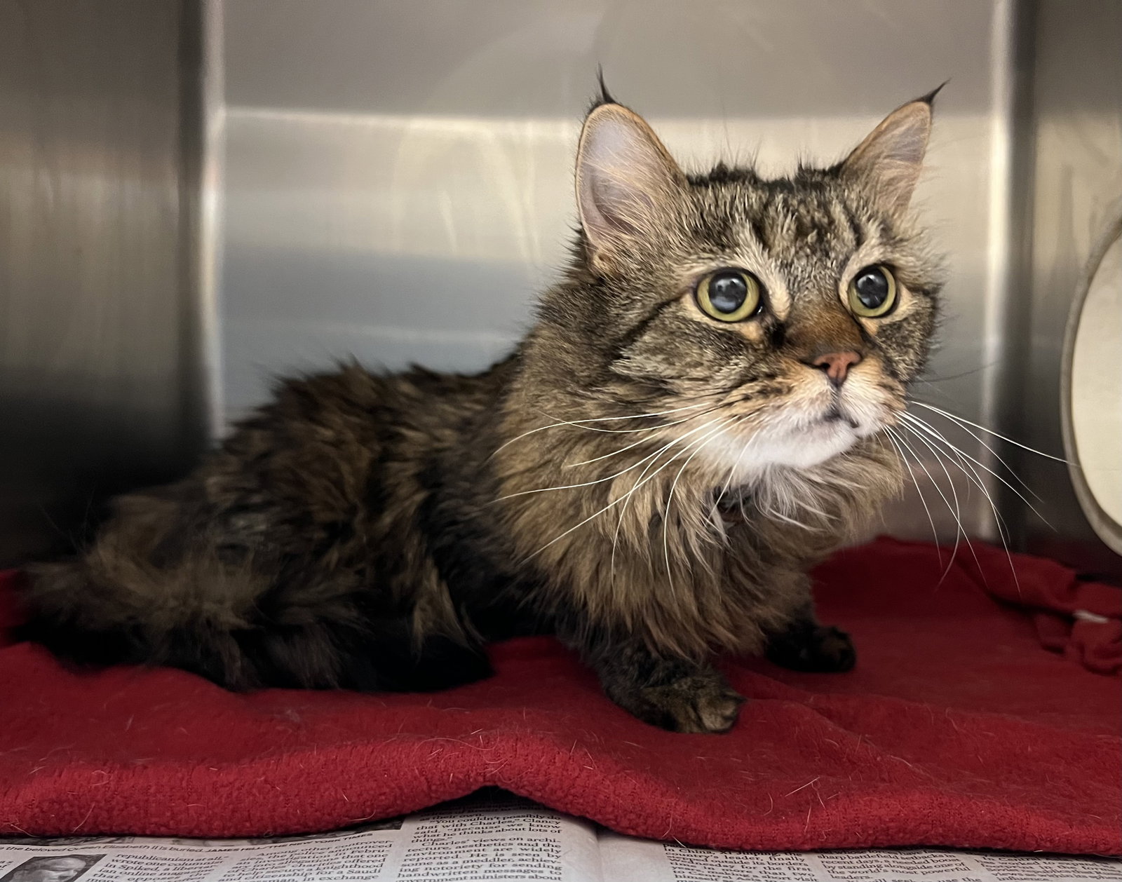 Cats for Adoption in Newport News, Virginia Alpha Paw