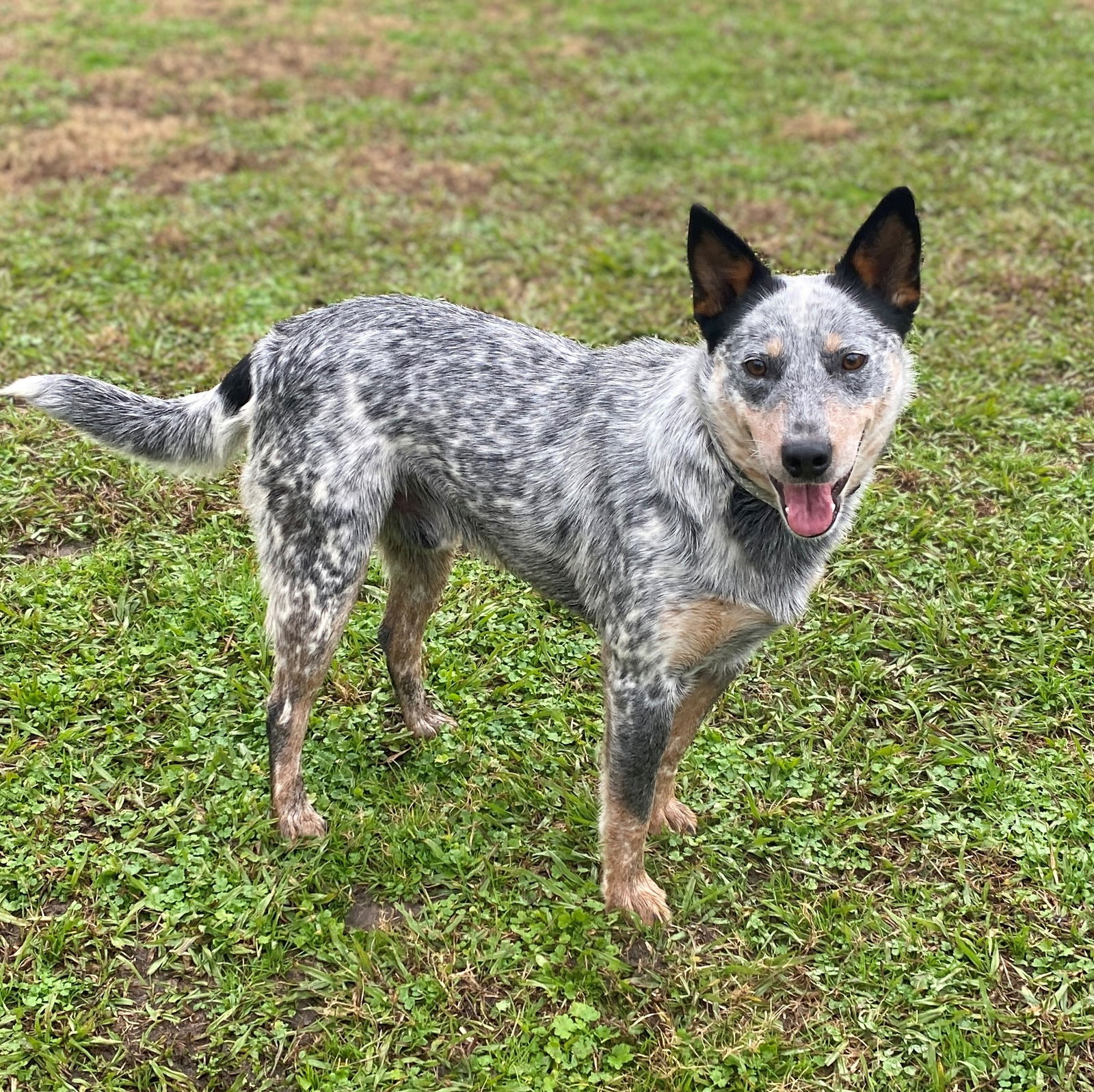 Dog for Adoption - 2212-1508 Spot, a Cattle Dog in Currituck County, NC ...