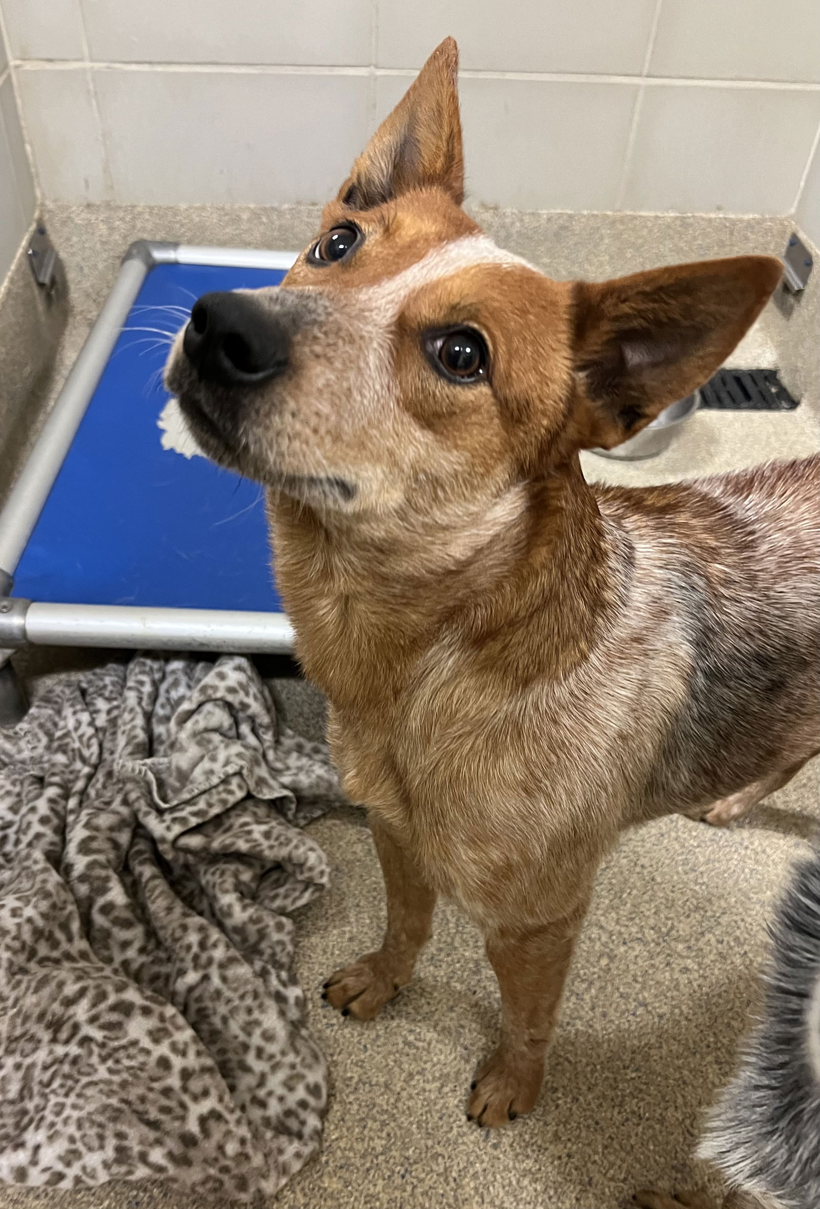 dog-for-adoption-2212-1509-luna-a-cattle-dog-in-norfolk-va-alpha-paw