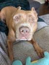 159762 Joker AKA Zeus (Off Site Foster)