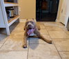 159762 Joker AKA Zeus (Off Site Foster)