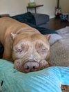159762 Joker AKA Zeus (Off Site Foster)