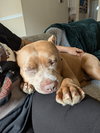159762 Joker AKA Zeus (Off Site Foster)