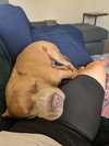 159762 Joker AKA Zeus (Off Site Foster)