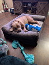 159762 Joker AKA Zeus (Off Site Foster)