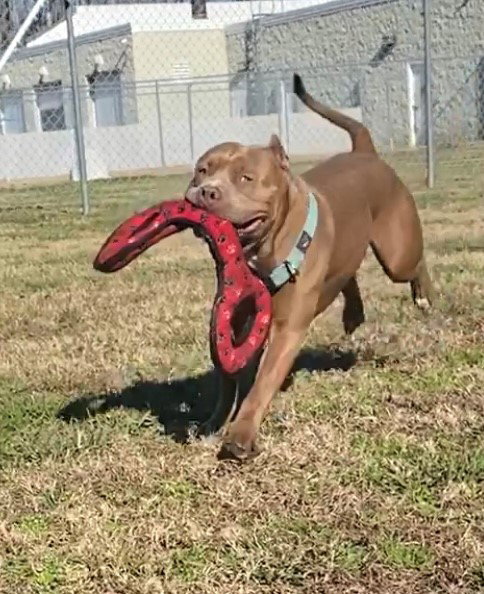159762 Joker AKA Zeus (Off Site Foster)