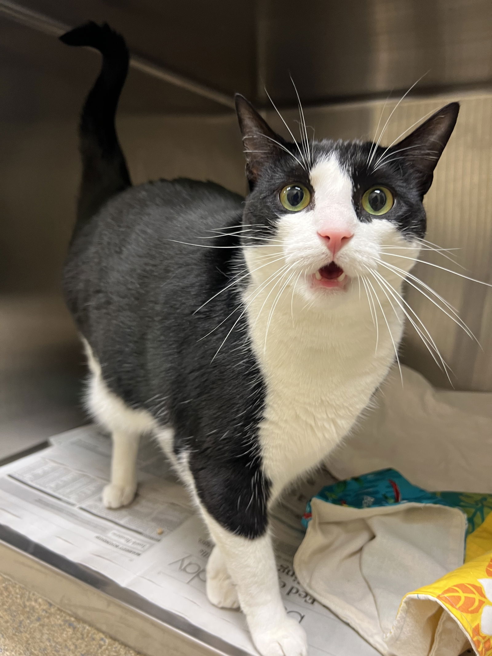 adoptable Cat in VAB, VA named 2307-0030 Ms Kitty