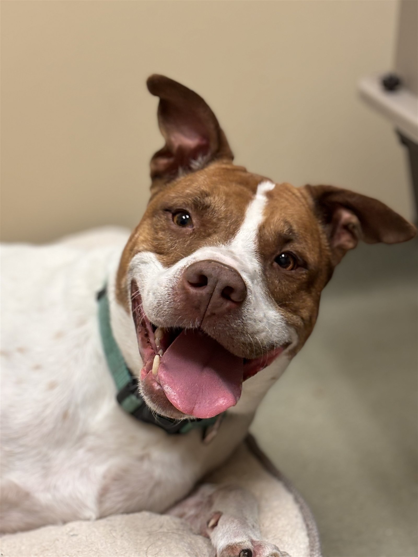 adoptable Dog in VAB, VA named 2301-1509 Malloy