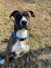 2504-0169 Axel