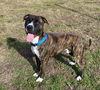 2504-0169 Axel