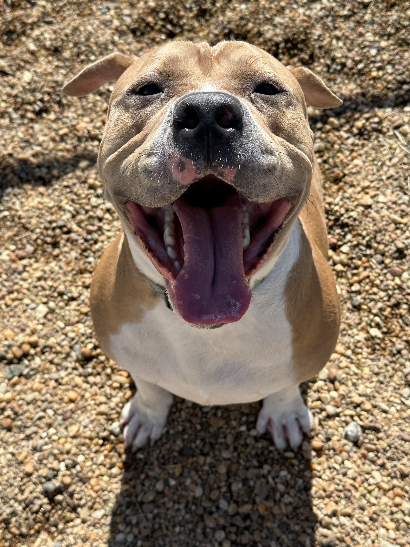 adoptable Dog in VAB, VA named 2302-0282 Indigo