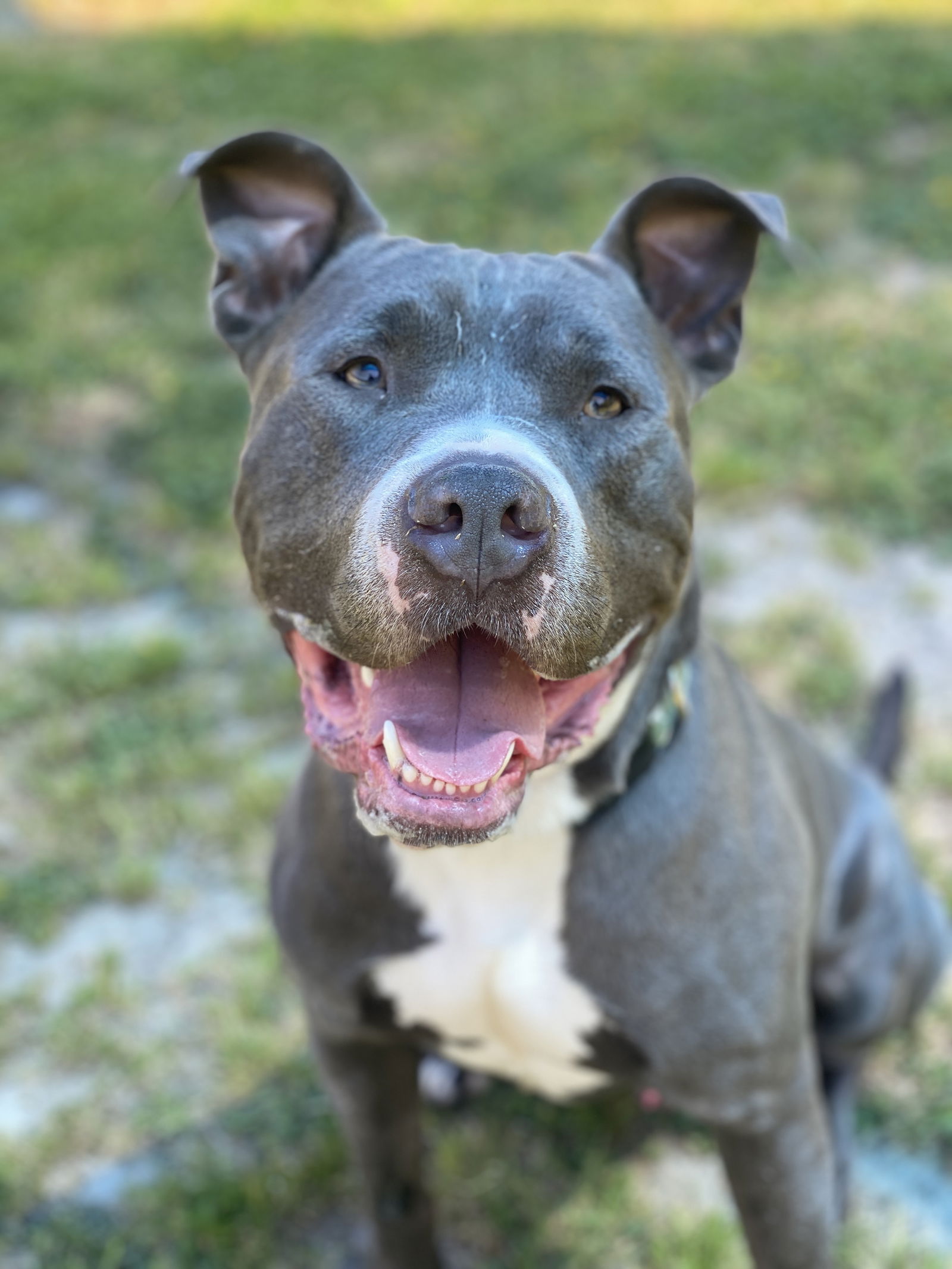 adoptable Dog in VAB, VA named 2310-1693 Bob the Builder