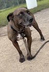 162305 Savannah