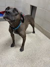 162305 Savannah