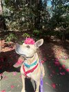 adoptable Dog in  named 2311-1517  Gabbys Dollhouse (Off Site Foster)