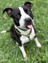 162834 Abby FKA Sesame Street (Off Site Foster)