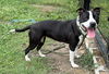 162834 Abby FKA Sesame Street (Off Site Foster)