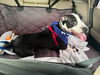 162834 Abby FKA Sesame Street (Off Site Foster)