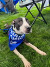 162834 Abby FKA Sesame Street (Off Site Foster)