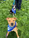 162834 Abby FKA Sesame Street (Off Site Foster)