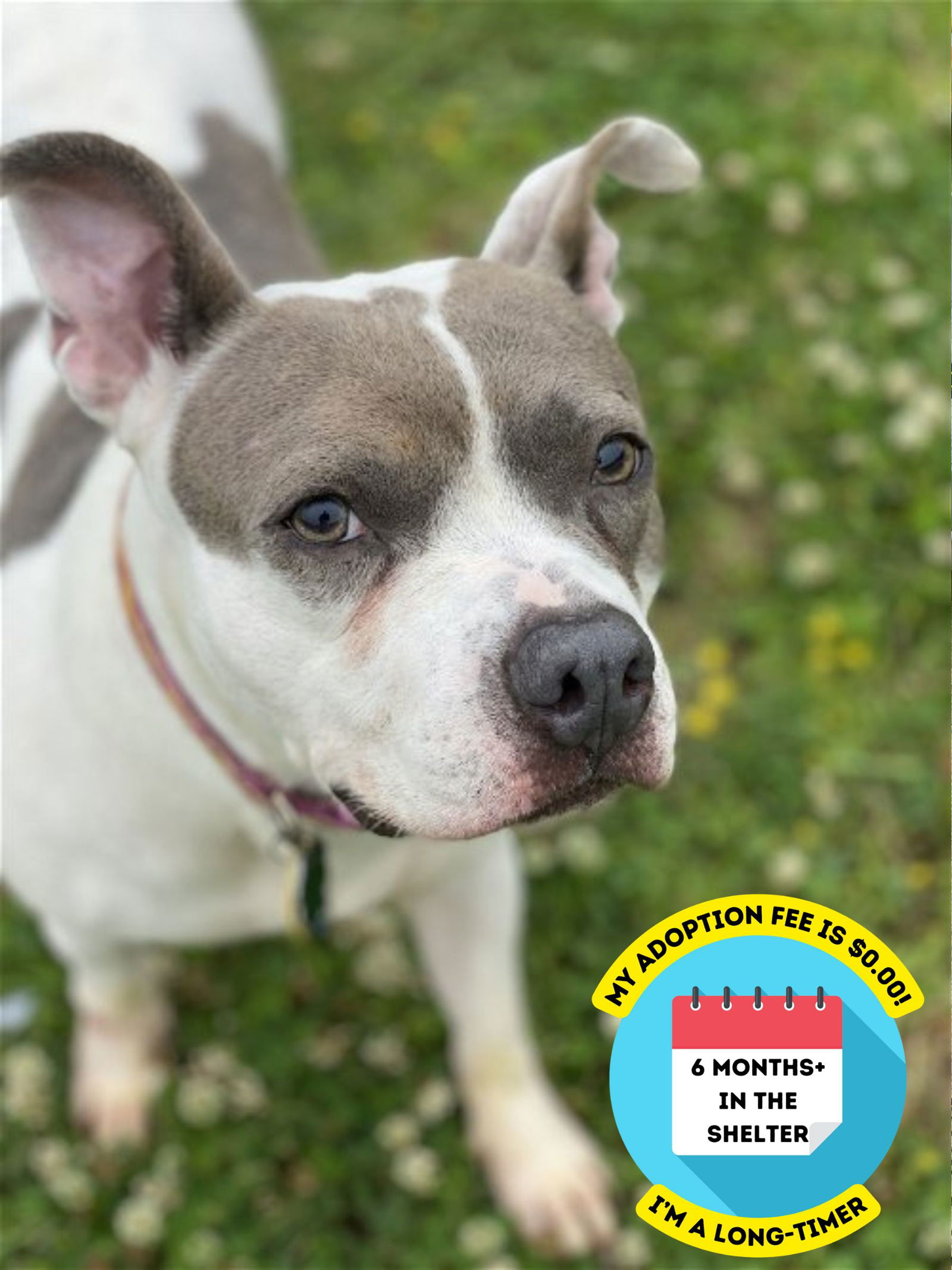 adoptable Dog in VAB, VA named 2406-0901 Rylee Jane