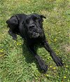 adoptable Dog in vab, VA named 2403-1220 Daisy AKA Wiggles