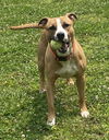 2408-1462 Oaty (Off Site Foster)