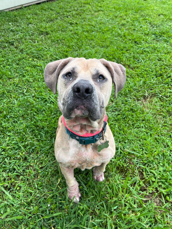 163868 Lana (Off Site Foster)