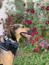 168480 Maximus (Off Site Foster)