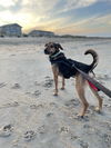 2312-1576 Maximus (Off Site Foster)