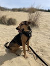 168480 Maximus (Off Site Foster)