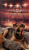 adoptable Dog in vab, VA named 2312-1576 Maximus (Off Site Foster)