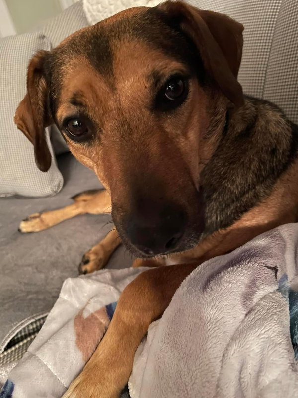 168480 Maximus (Off Site Foster)