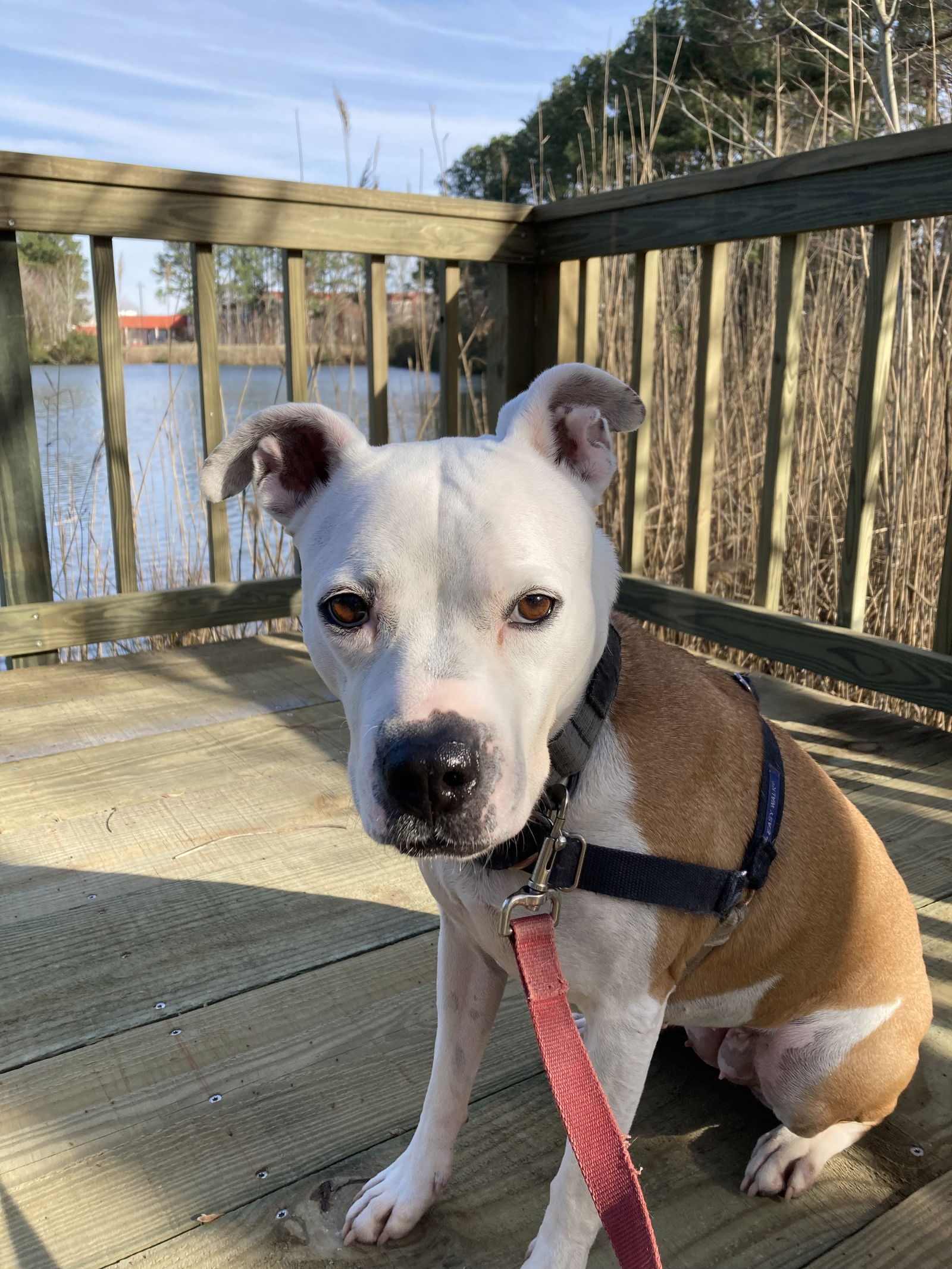 adoptable Dog in VAB, VA named 2308-1549 Dakota