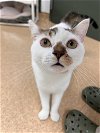 adoptable Cat in vab, VA named 2312-1636 Miracle