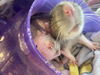 2309 Three lady rats!