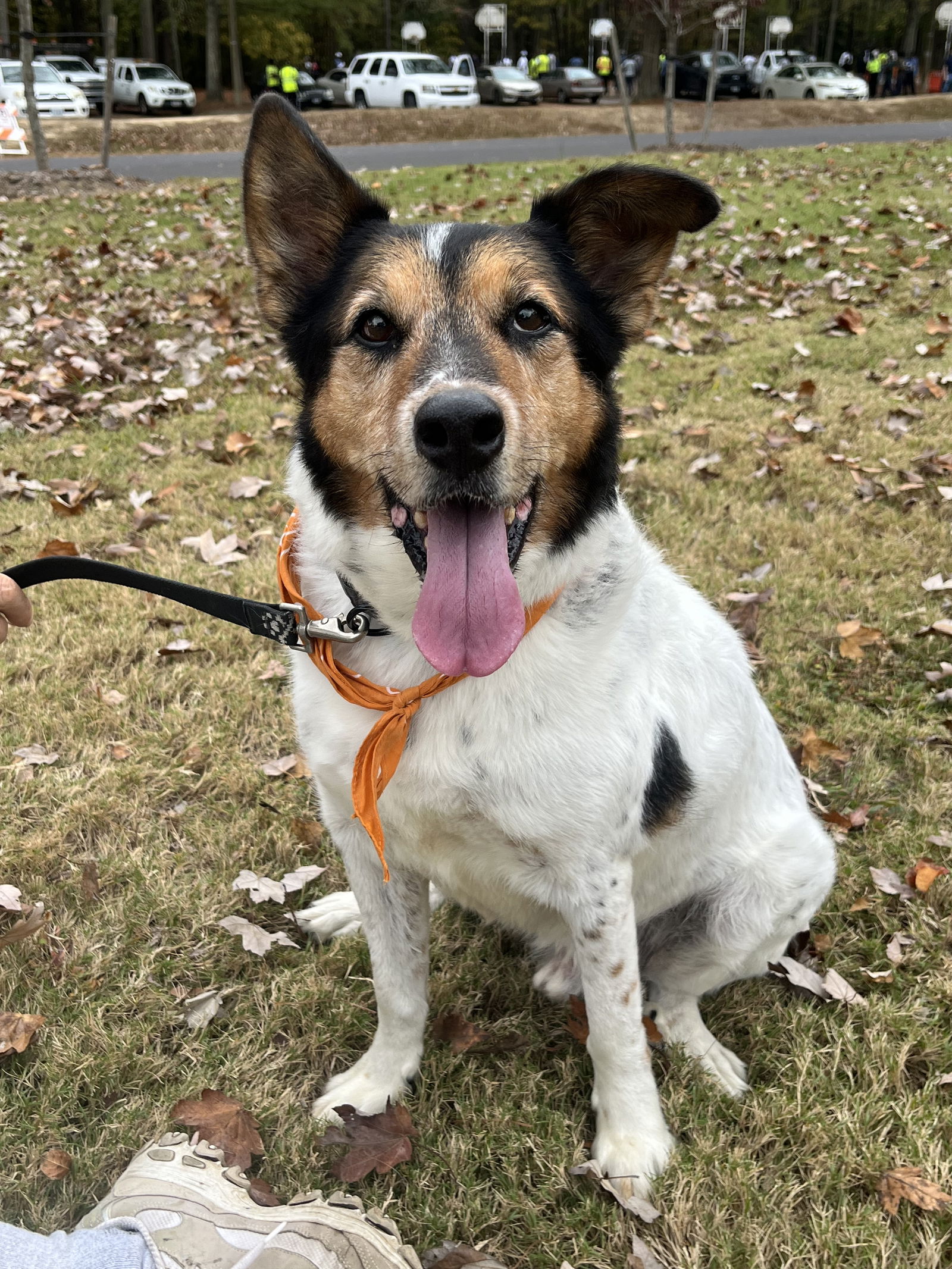 adoptable Dog in VAB, VA named 175613 Rico