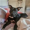 adoptable Dog in vab, VA named 2309-0632 Mama Bear AKA Athena (Off Site Foster)