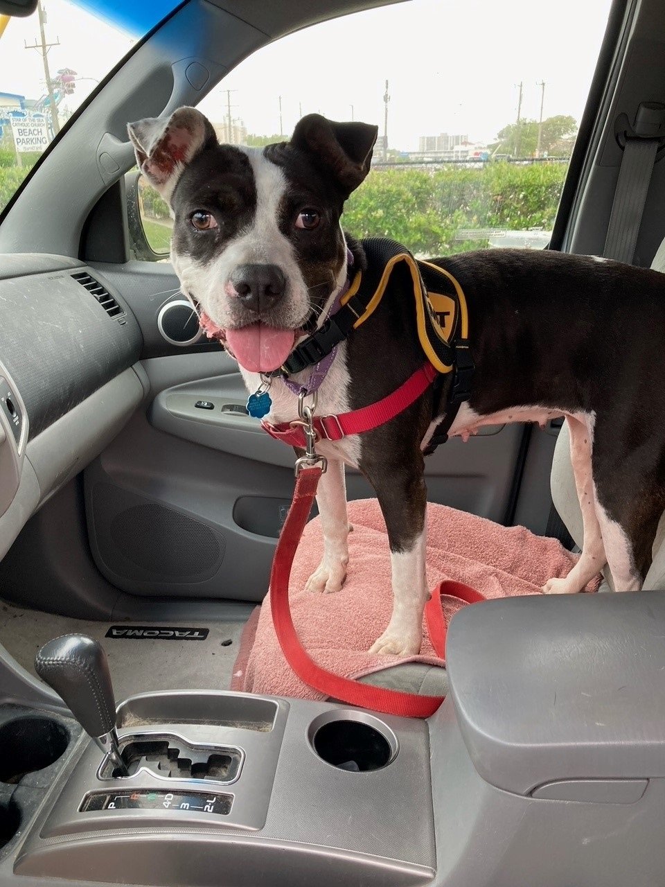 adoptable Dog in VAB, VA named 2309-1640 Francesca