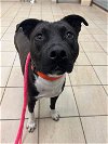 adoptable Dog in vab, VA named 2309-1664 Tootsie Roll