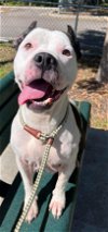 adoptable Dog in vab, VA named 2404-1037 Mama Cita