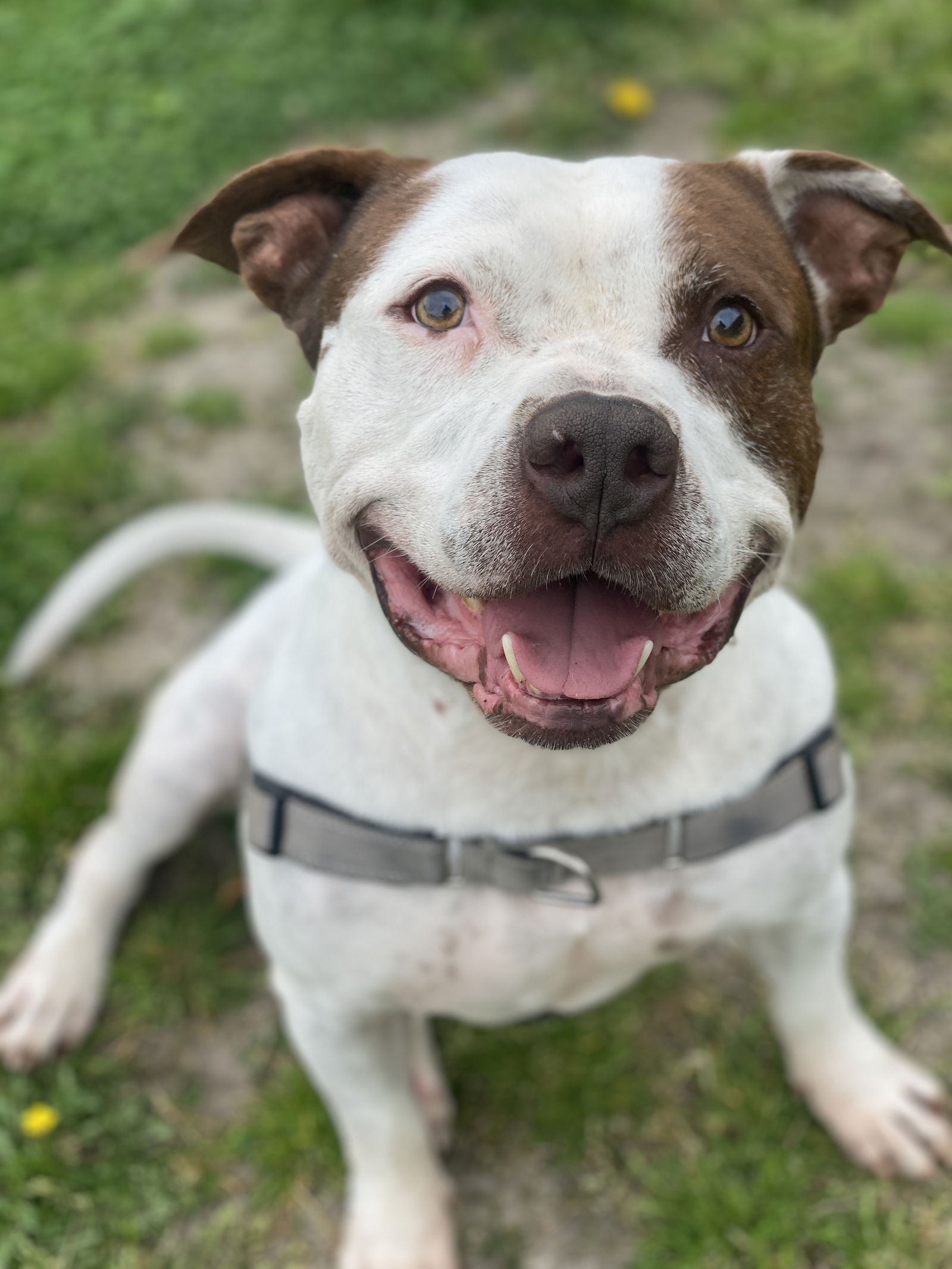 adoptable Dog in VAB, VA named 2310-0176 Mid