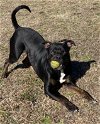 adoptable Dog in vab, VA named 2401-1503 Rocko