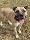 adoptable Dog in vab, VA named 2310-0668 Dollar