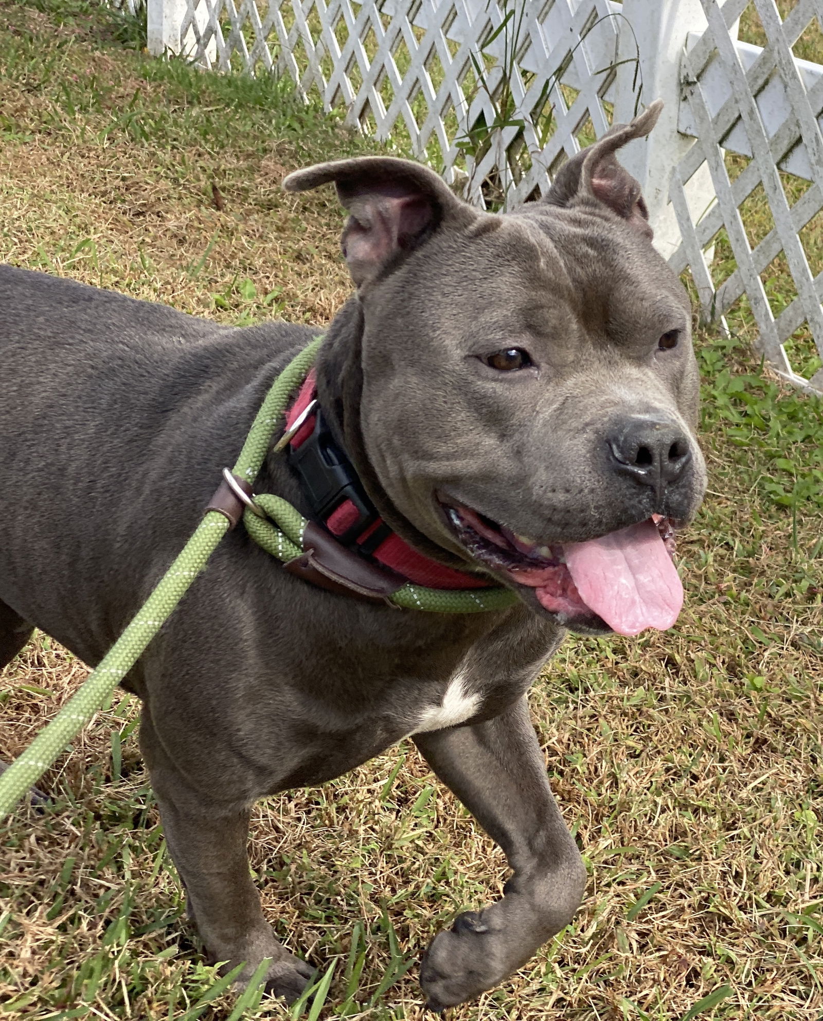 adoptable Dog in VAB, VA named 2404-1129 Macy