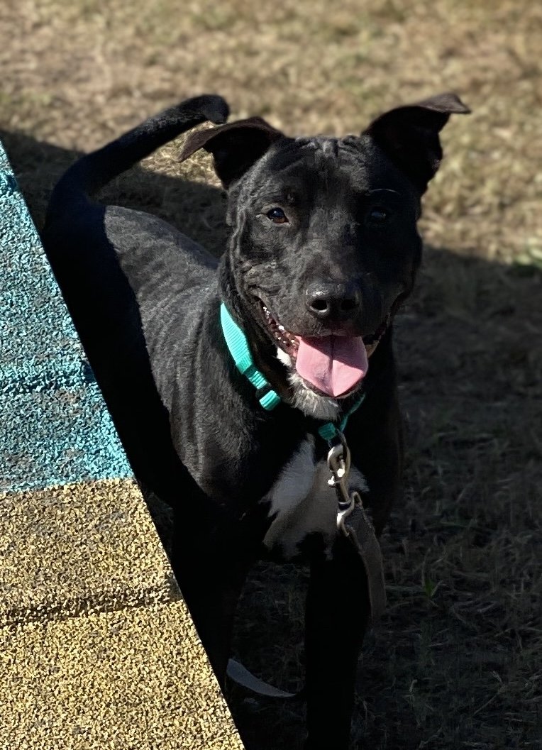 adoptable Dog in VAB, VA named 2310-0784 Sylvester