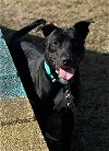 adoptable Dog in  named 2310-0784 Sylvester